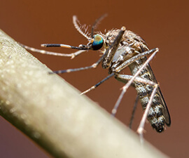 tipi comuni di zanzare e dove trovarli