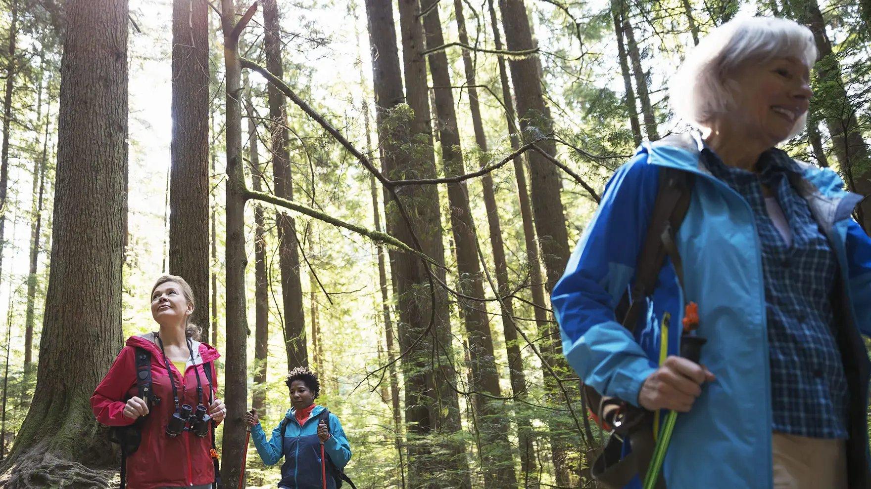 Three women in rain jackets and backpacks hiking in the woods surrounded by tall trees